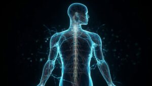 人体のグラフィック